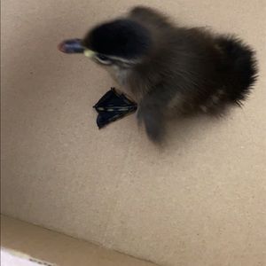 Meet your Posher, Robert